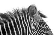 Fototapety - Nice Wall Gorgeous Zebra! - fototapeta FS0352 - miniaturka - grafika 1