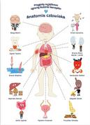 Przybory szkolne - Plakat Edukacyjny Anatomia Człowieka Dla Dziecka Format A2 - miniaturka - grafika 1