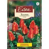 Nasiona i cebule - Tulipan Greiga Corsage 10 sztuk Eden - miniaturka - grafika 1