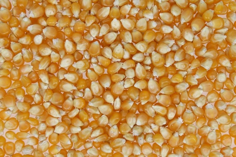 Popcorn Ziarno Kukurydza do prażenia 20kg Argentyna