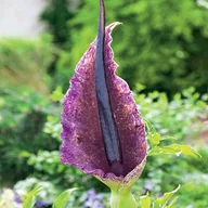 Nasiona i cebule - Dracunculus Vulgaris 1 szt Lilia smocza cebulki - miniaturka - grafika 1
