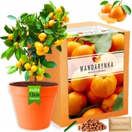 Nasiona i cebule - Zestaw do uprawy roślin Mandarynka nasiona Drzewko Mandarynkowe - miniaturka - grafika 1