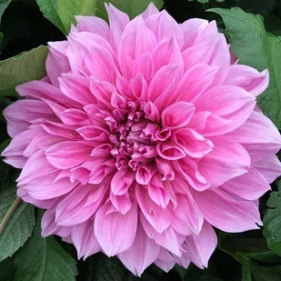 Dalia talerzowa Lavender Perfection rozm. II 1 szt - Nasiona i cebule - miniaturka - grafika 1