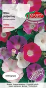 Nasiona i cebule - Nasiona Wilec purpurowy mieszanka 5g - Torseed - miniaturka - grafika 1