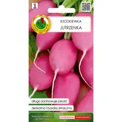 Nasiona i cebule - Rzodkiewka Jutrzenka nasiona tradycyjne Pnos - miniaturka - grafika 1