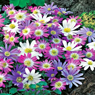 Anemon Blanda Zawilec Grecki Mix 10 szt cebulki anemonów - Nasiona i cebule - miniaturka - grafika 1