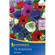 Nasiona i cebule - Zawilec mieszanka - miniaturka - grafika 1