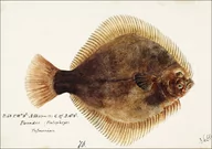 Plakaty - Antique fish Rhombosolea tapirina : greenback flounder, F. E. Clarke - plakat 40x30 cm - miniaturka - grafika 1