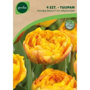 Tulipan 2Beauty Apeldoorn 11/12 4szt. cebulki kwiatów Geolia - Nasiona i cebule - miniaturka - grafika 1