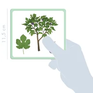 Prace ręczne dla dzieci - Karty z obrazkami Drzewa - miniaturka - grafika 1