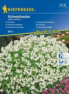 Kiepenkerl Gęsiówka kaukaska Schneehaube Arabis caucasica 102313 - Nasiona i cebule - miniaturka - grafika 1