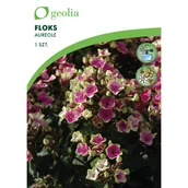 Nasiona i cebule - Floks wiechowaty Aureole 1szt. cebulki kwiatów Geolia - miniaturka - grafika 1