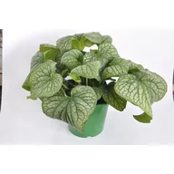 Kwiaty doniczkowe - Brunnera - miniaturka - grafika 1