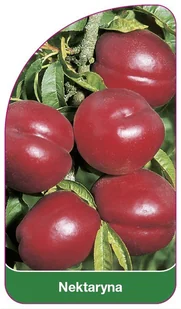 Nektaryna. - Tablice dla dzieci - miniaturka - grafika 1