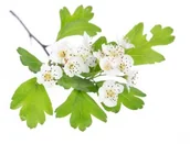 Akcesoria jeździeckie - EQUIHERBS Głóg 1 kg - miniaturka - grafika 1