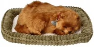 Maskotki i pluszaki - Oddychający Pomeranian do zaadoptowania - miniaturka - grafika 1