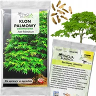 Nasiona i cebule - Klon Palmowy Nasiona Zielony Acer Palmatum Do Ogrodu Bonsai 10 Nasion - miniaturka - grafika 1
