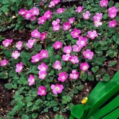 Nasiona i cebule - Erodium Iglica zmienna Bishop's Form 1 szt. doniczka P9 - miniaturka - grafika 1