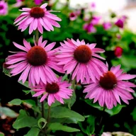 Nasiona i cebule - Jeżówka purpurowa Rubinstern 1 szt. doniczka P9 - miniaturka - grafika 1