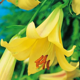 Lilia Trąbkowa Golden Splendour 1 szt cebulki lili - Nasiona i cebule - miniaturka - grafika 1