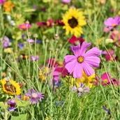 Nasiona i cebule - Mieszanka kwiatów na łąki kwietne (40-składnikowa) - miniaturka - grafika 1