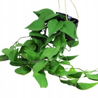 Sztuczne kwiaty - SZTUCZNA ROŚLINA ZWISAJĄCA-DEKORACYJNY BLUSZCZ - miniaturka - grafika 1