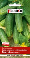 Nasiona i cebule - NASIONA Ogórek Gruntowy Marcel Konserwowy Do Kwaszenia 5g PLANTICO 401174 - miniaturka - grafika 1