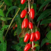 Sadzonki drzew krzewów - Jagoda Goji 'Big Berry' Duże owoce (Lycium barbarum) Doniczka 2.0L - miniaturka - grafika 1