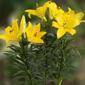 Nasiona i cebule - Lilia azjatycka doniczkowa Summer Sun 1 szt. cebule cebulki lilii lilie - miniaturka - grafika 1