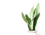 Kwiaty doniczkowe i cięte - Sansevieria moonshine P9 ~27 cm - miniaturka - grafika 1