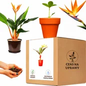 Nasiona i cebule - Zestaw do uprawy Strelicja Królewska rajski ptak - miniaturka - grafika 1