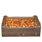 Nasiona i cebule - Narcyz biało-różowy rozmiar 10/12 Vilmorin Garden - miniaturka - grafika 1