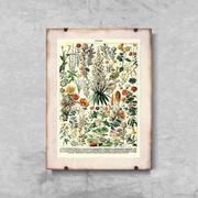 Plakaty - Plakatyw  stylu retro Kwiatowy nadruk Adolphe Millot A2 40x60cm bez ramki pion - miniaturka - grafika 1