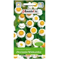 Nasiona i cebule - ZŁOCISZEK WIEKUISTKA BIAŁA nasiona kwiatów 1g - miniaturka - grafika 1