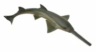 Figurki dla dzieci - Collecta Rekin Piła M - miniaturka - grafika 1