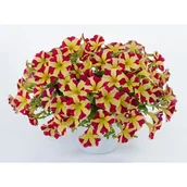 Kwiaty doniczkowe - Petunia Amore Queen Of Hearts - miniaturka - grafika 1