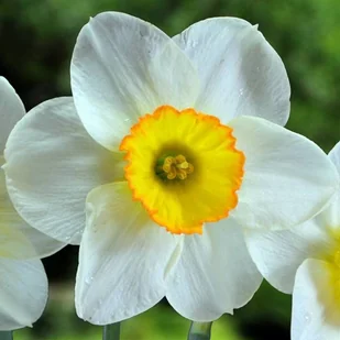 Narcyz wielkoprzykoronkowy polski Flower Record 5 szt. Narcyzy Cebulki - Nasiona i cebule - miniaturka - grafika 1