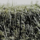 Muzyka alternatywna - Próchno Próchno. CD Próchno - miniaturka - grafika 1