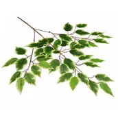 Sztuczne kwiaty - Gałązka benjamina cieniowana zielona 65 x 45 cm - miniaturka - grafika 1