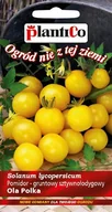 Nasiona i cebule - NASIONA Pomidor Karłowy Gruntowy Ola Polka Żółty 0,5g PLANTICO 405684 - miniaturka - grafika 1