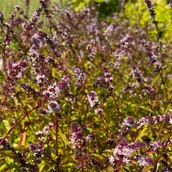 Nasiona i cebule - Mięta cytrynowa (Mentha citrata piperita) Doniczka 1.0L - miniaturka - grafika 1