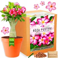 Nasiona i cebule - Zestaw do uprawy roślin Róża Pustyni Bonsai baobab nasiona adenium obesum - miniaturka - grafika 1