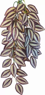 Roślina do terrarium Tradescantia Zebrina Happet - Dekoracje do terrarium - miniaturka - grafika 1
