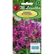 Nasiona i cebule - Legutko Szałwia błyszczaca fioletowa 0,3g st - miniaturka - grafika 1