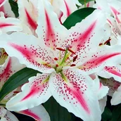 Nasiona i cebule - Lilia orientalna Lovely Day 1 szt. cebule cebulki lilii lilie - miniaturka - grafika 1