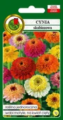 Nasiona i cebule - Cynia skabiozowa mieszana 1 g PNOS - miniaturka - grafika 1