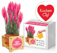 Nasiona i cebule - Zestaw do Uprawy TRAWA PAMPASOWA RÓŻ na Walentynki - miniaturka - grafika 1