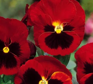 Bratek Wielkokwiatowy czerwony z plamą (Viola X Wittrockiana) 150 nasion - Nasiona i cebule - miniaturka - grafika 1
