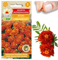 Nasiona i cebule - AKSAMITKA ROZPIERZCHŁA BOLERO NISKA NASIONA AKSAMITKI MIODOWO-POMARAŃCZOWA 1G - miniaturka - grafika 1