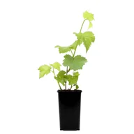 Sadzonki drzew krzewów - Winorośl wys. 25 cm don. 2 l - miniaturka - grafika 1